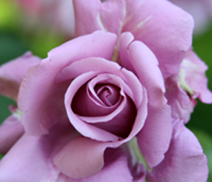 mauve rose